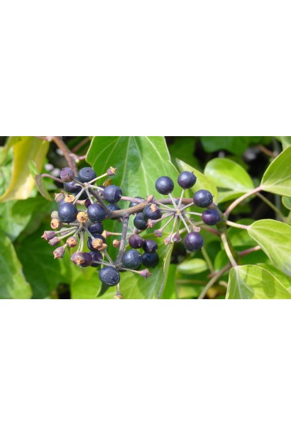 Ягоди Плюща ірландського